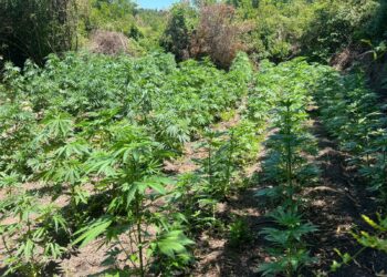 OS7 confisca cerca de dos mil plantas de cannabis durante un operativo en la precordillera del Maule.