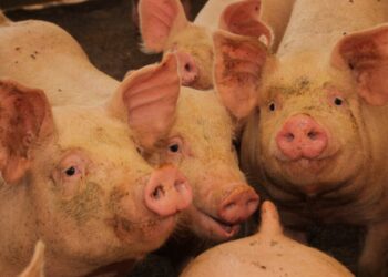 Detienen importaciones de productos porcinos españoles a Chile debido a un virus peligroso.