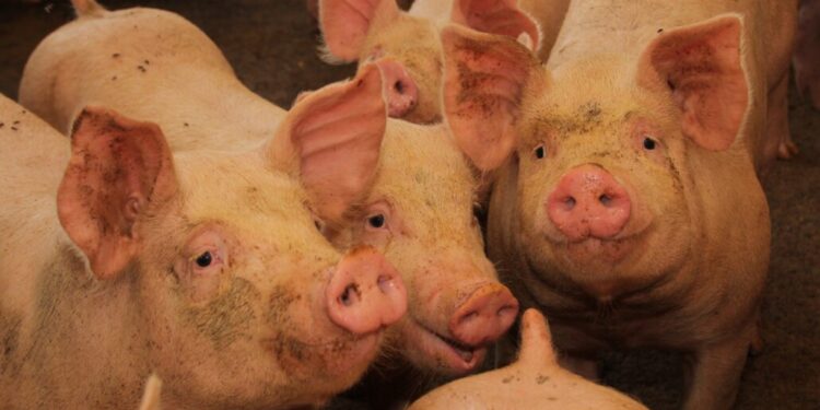 Detienen importaciones de productos porcinos españoles a Chile debido a un virus peligroso.