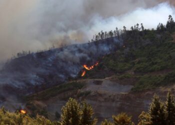 Biobío en alerta por elevado riesgo de incendios forestales.