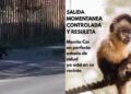 Mono se fugó del zoológico mientras lo alimentaban y recorrió diversas calles de Concepción.
