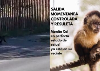 Mono se fugó del zoológico mientras lo alimentaban y recorrió diversas calles de Concepción.