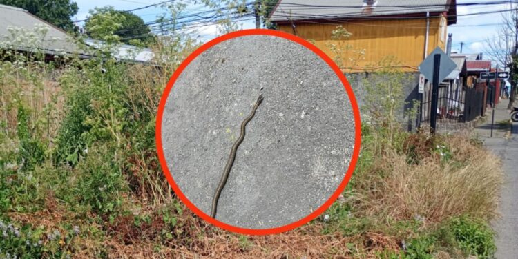 Descubren una serpiente en plena calle de una villa en el sector sur de Los Ángeles.