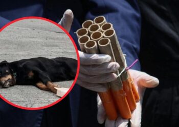 Animalistas alertan sobre la muerte de una veintena de perros debido al uso de pirotecnia en Puerto Montt.