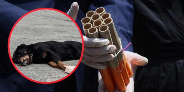 Animalistas alertan sobre la muerte de una veintena de perros debido al uso de pirotecnia en Puerto Montt.