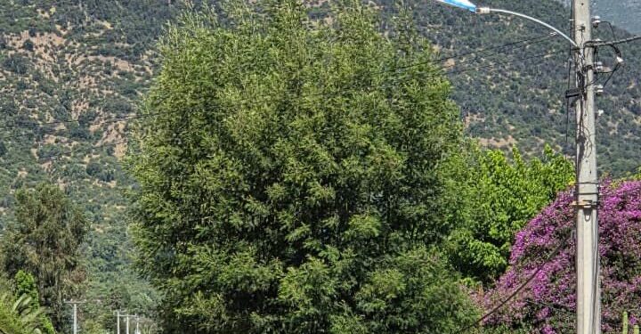 Residentes de Casas de Peuco aprecian la mejora del alumbrado público implementada por el municipio.