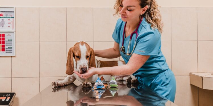 Consejos para cuidar a tu mascota del calor y los parásitos