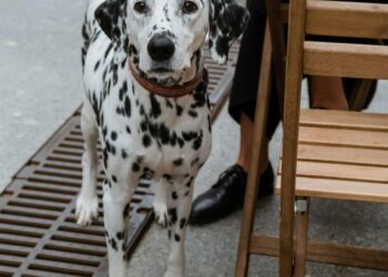 La tendencia sigue en alza y se hace un llamado a una convivencia más responsable.