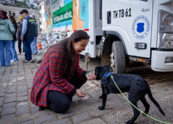 Valparaíso realizó 6,000 esterilizaciones gratuitas de perros y gatos en 2025.
