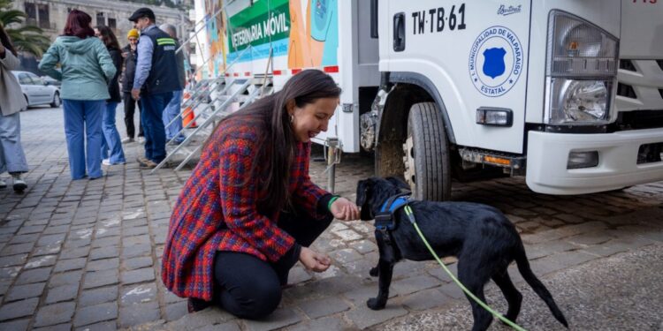 Valparaíso realizó 6,000 esterilizaciones gratuitas de perros y gatos en 2025.