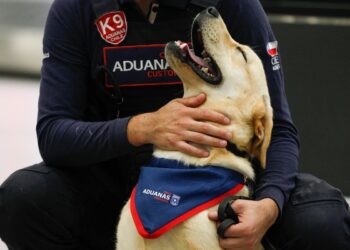 Aduanas comienza el entrenamiento de cachorros detectores 2025 con su primera adaptación en el Aeropuerto de Santiago.