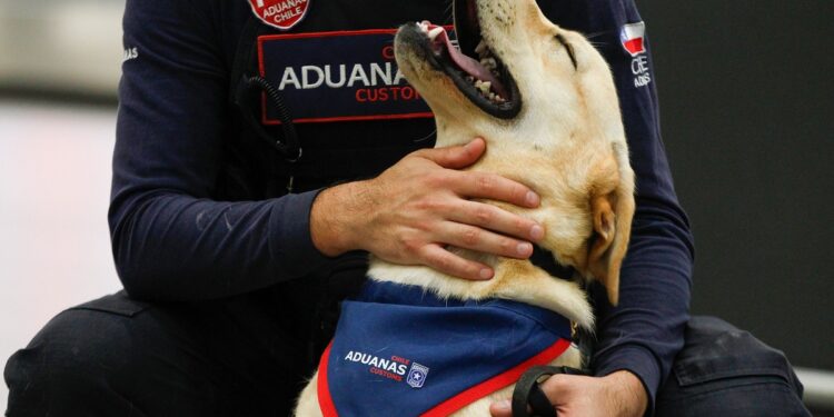 Aduanas comienza el entrenamiento de cachorros detectores 2025 con su primera adaptación en el Aeropuerto de Santiago.