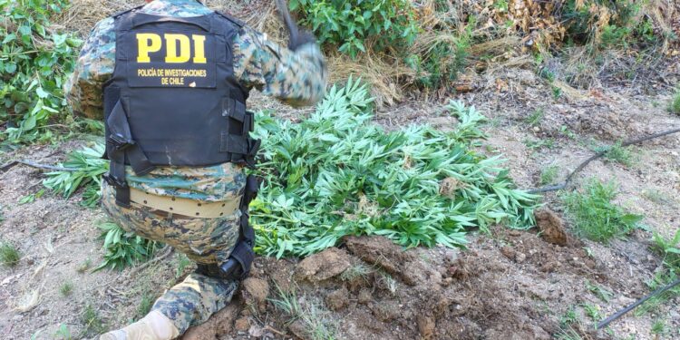 Descubren un cultivo ilegal de cannabis en la zona rural de Molina con más de 500 plantas.