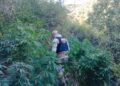 Se confiscan más de mil plantas de cannabis en un operativo policial en el Maule.