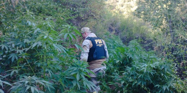 Se confiscan más de mil plantas de cannabis en un operativo policial en el Maule.