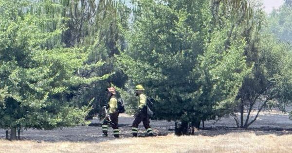Conaf activa el botón rojo por incendios forestales en 144 comunas de Chile.