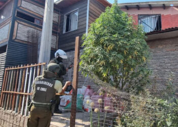Viejito Pascuero llegará “volando”: árbol de Navidad de marihuana en la calle de San Bernardo.