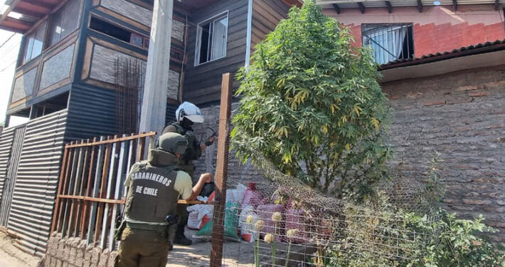 Viejito Pascuero llegará “volando”: árbol de Navidad de marihuana en la calle de San Bernardo.