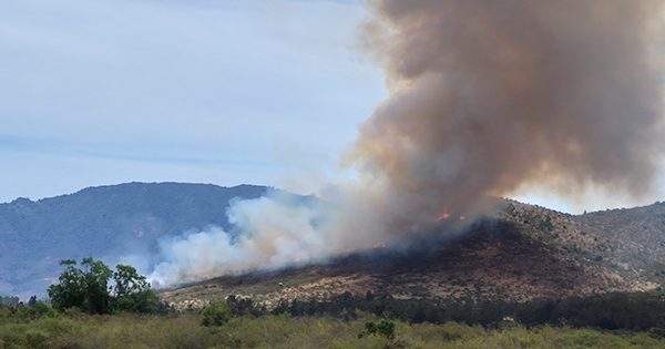 Declaran Alerta Roja en Zapallar y La Ligua por incendio forestal: piden evacuar el sector La Foresta.