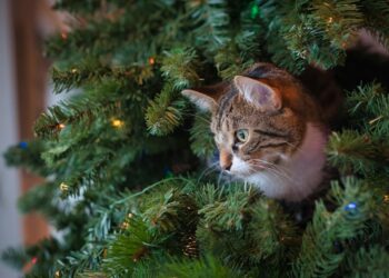 Atento con las intoxicaciones en mascotas.