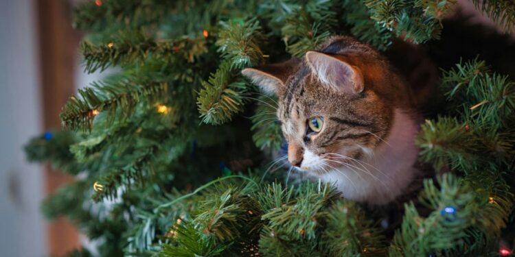 Atento con las intoxicaciones en mascotas.