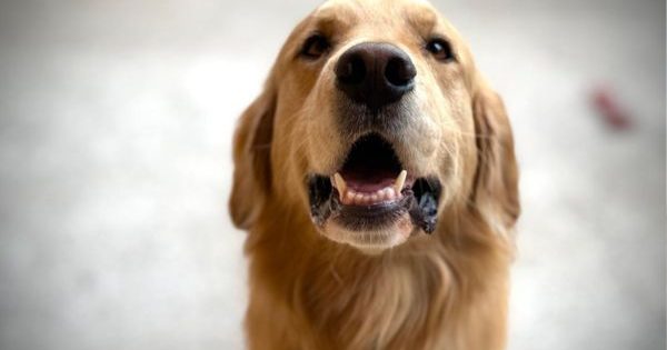 Año nuevo: ¿Cómo calmar a tu mascota con el ruido de los fuegos artificiales?