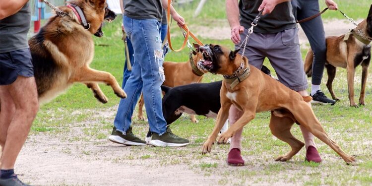 Calera de Tango: niña de 10 años fue atacada por perros y se encuentra en estado grave.