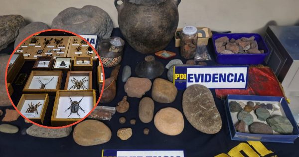 [LAMPA] Desmantelan banda de comercio ilegal relacionada con el patrimonio cultural y natural.