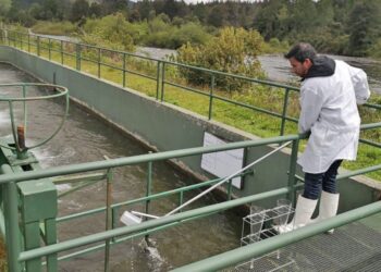 La industria salmonera debe adoptar medidas de mitigación valoradas en aproximadamente US $35 millones – LAVOZDEPUCON.