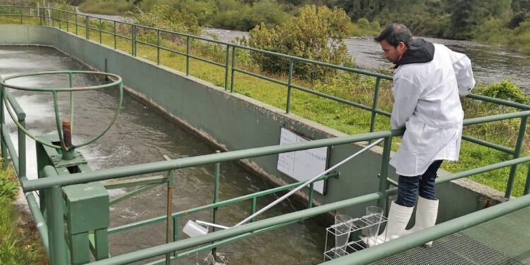 La industria salmonera debe adoptar medidas de mitigación valoradas en aproximadamente US $35 millones – LAVOZDEPUCON.