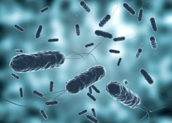 Investigadoras del Maule destacan en estudios sobre Helicobacter pylori y salud renal.
