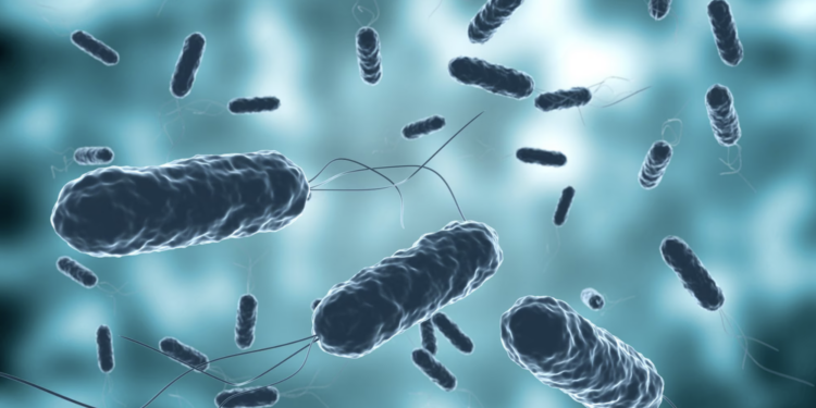 Investigadoras del Maule destacan en estudios sobre Helicobacter pylori y salud renal.