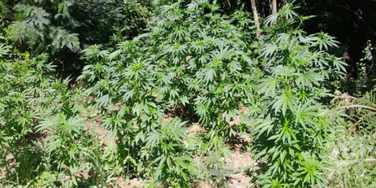 Vichuquén: Patrullaje preventivo descubre un cultivo ilegal de marihuana con más de 550 plantas.