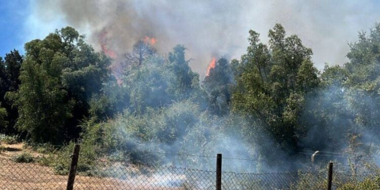 Incendio forestal en Cabrero puso en riesgo aproximadamente 70 viviendas.
