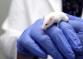 Hito en la ciencia: investigadores consiguen erradicar el cáncer de páncreas en ratones.