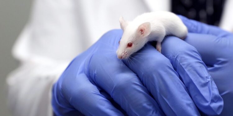 Hito en la ciencia: investigadores consiguen erradicar el cáncer de páncreas en ratones.