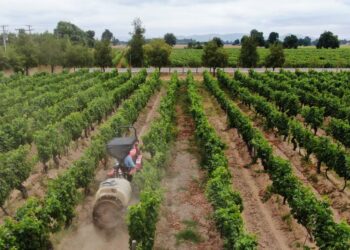 Se insta a informarse sobre la nueva obligación de notificar el uso de aplicaciones de plaguicidas tóxicos para las abejas.