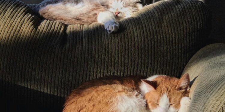 Mascotas y calor extremo: consejos para cuidar su bienestar en verano.