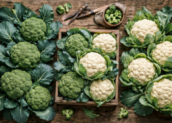 Transforman residuos de brócoli y coliflor en bioinsumos para una agricultura más sostenible.