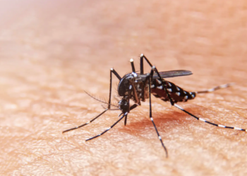 Confirman el descubrimiento de un mosquito portador de dengue en el aeropuerto de Santiago.