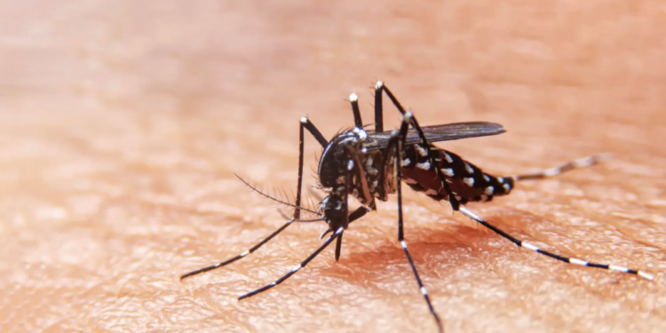 Confirman el descubrimiento de un mosquito portador de dengue en el aeropuerto de Santiago.
