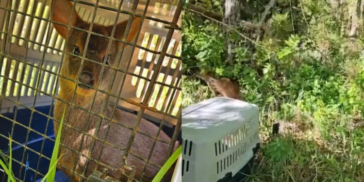 Pudú fue liberado en Mulchén después de su rehabilitación, tras haber sido atacado por perros.