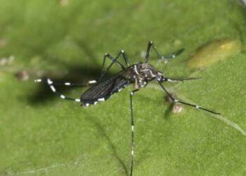 Descubrimiento de mosquito portador del dengue en el Aeropuerto de Santiago pone en alerta la vigilancia sanitaria en Chile.