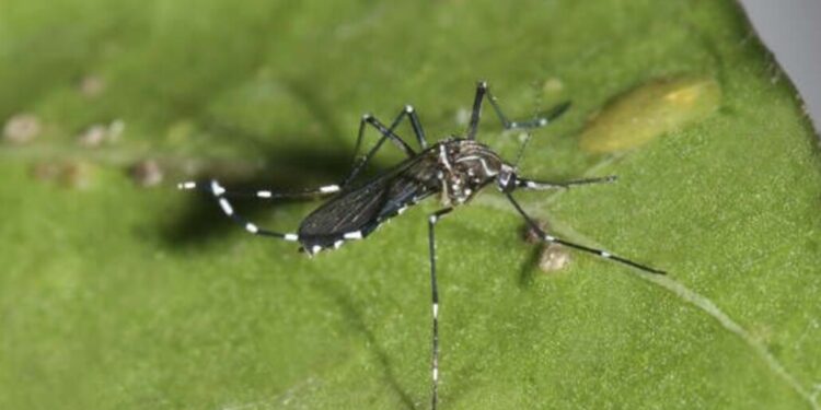 Descubrimiento de mosquito portador del dengue en el Aeropuerto de Santiago pone en alerta la vigilancia sanitaria en Chile.