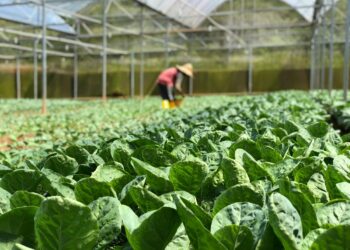 El programa Corfo finaliza su etapa y evoluciona hacia un modelo cooperativo.