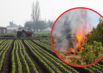 Reiteran el llamado preventivo a implementar Faena Cero para disminuir el riesgo de incendios forestales en Biobío.