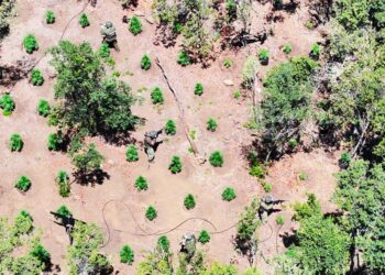 Carabineros de OS-7 Cachapoal incautan más de 8 mil plantas de marihuana en San Fernando.