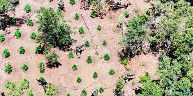 Carabineros de OS-7 Cachapoal incautan más de 8 mil plantas de marihuana en San Fernando.