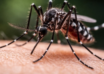 Alerta sanitaria de Arica a Los Lagos: Minsal confirma hallazgo de mosquito que transmite dengue.