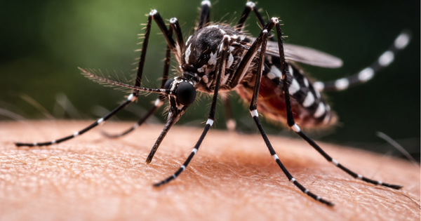 Alerta sanitaria de Arica a Los Lagos: Minsal confirma hallazgo de mosquito que transmite dengue.